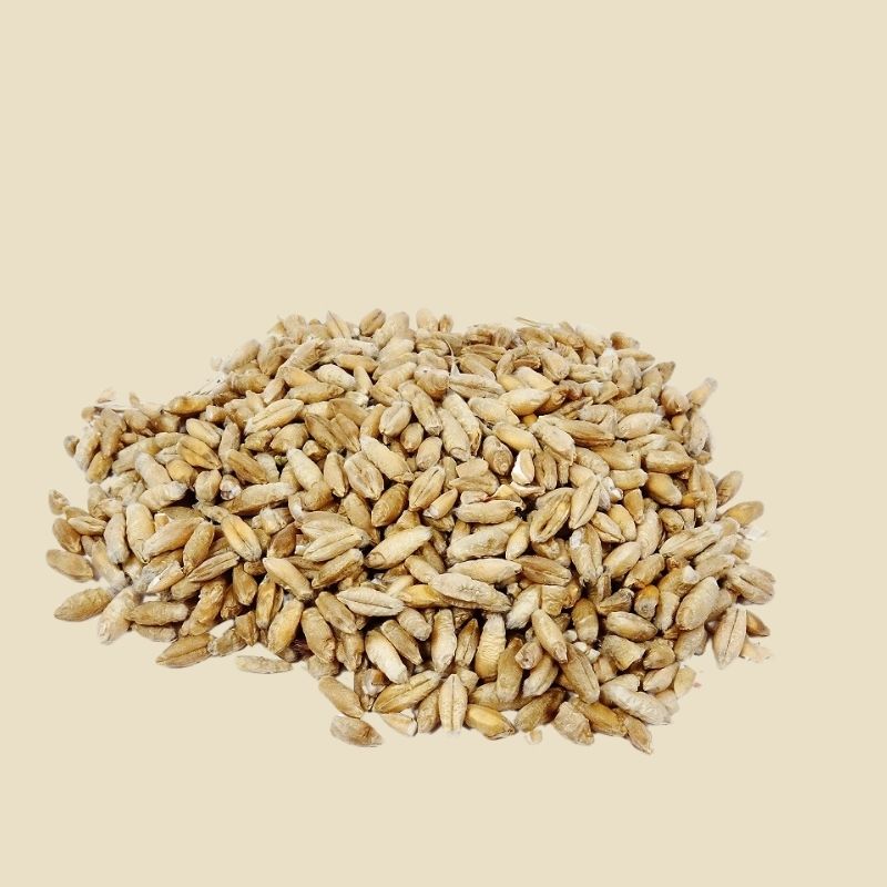 Triticale