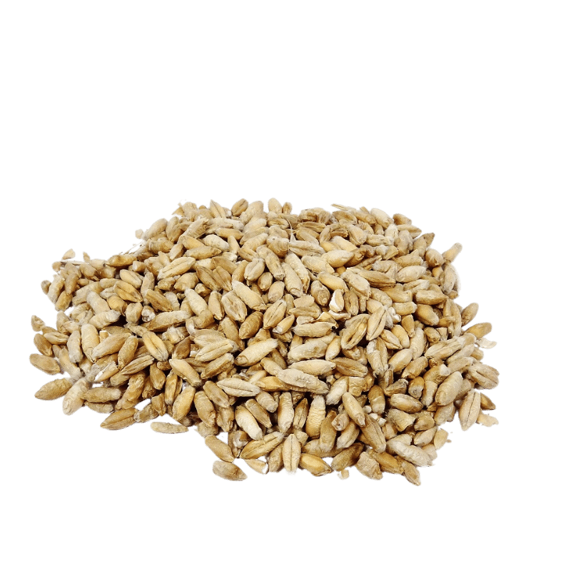 Triticale