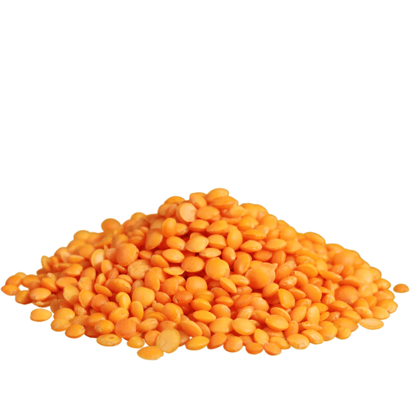 Red Lentil