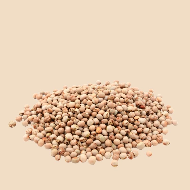 Pigeon Pea