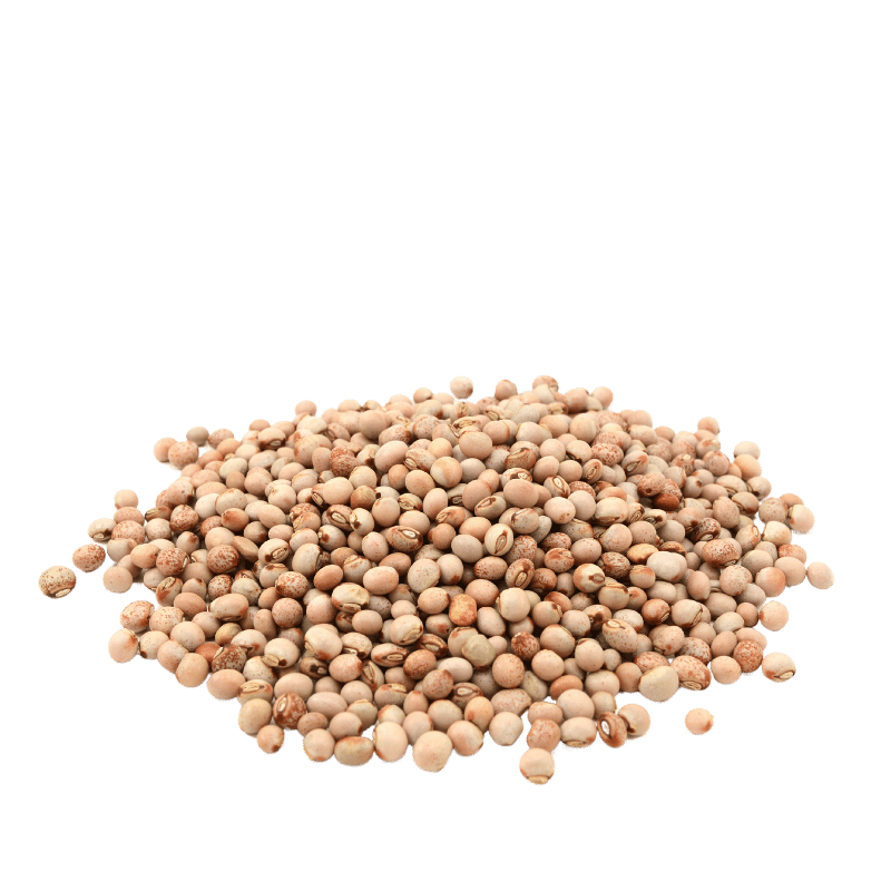 Pigeon Pea