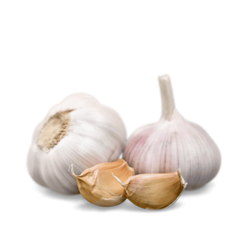 Garlic
