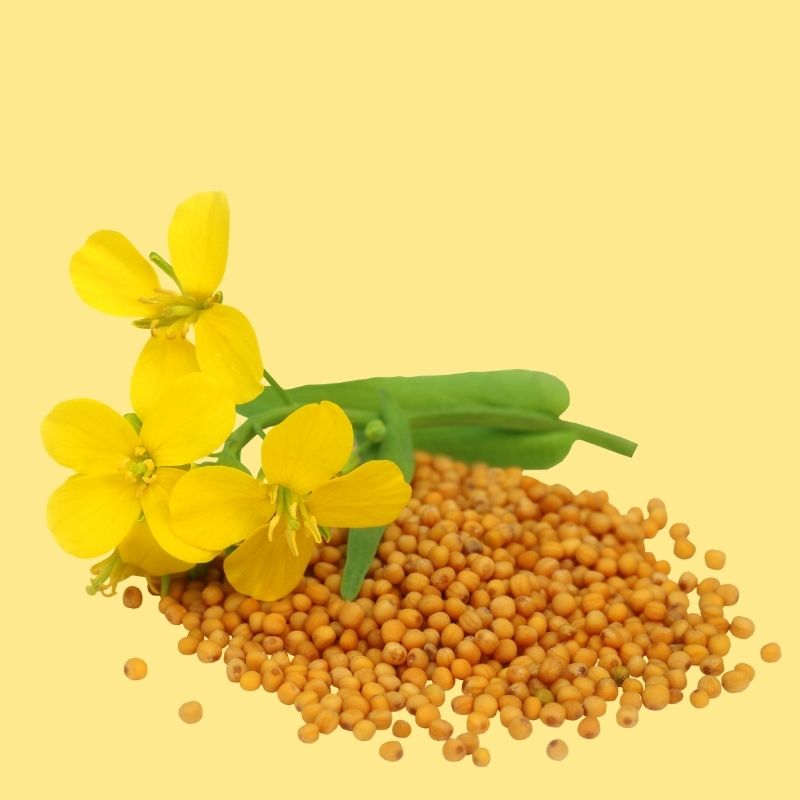 Mustard Seeds
