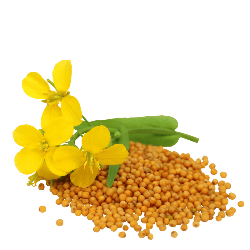 Mustard Seeds