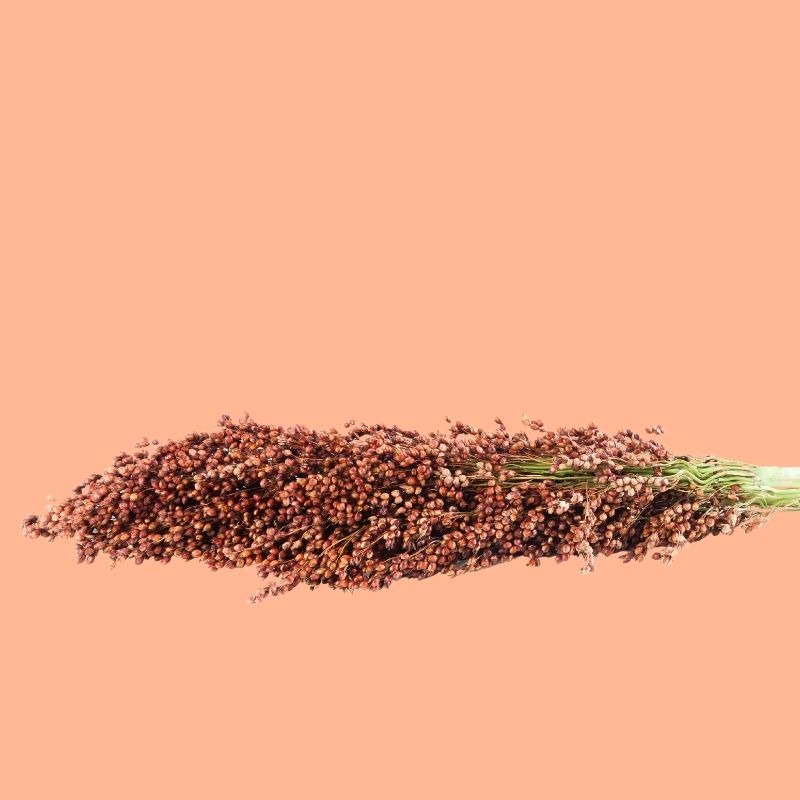 Sorghum