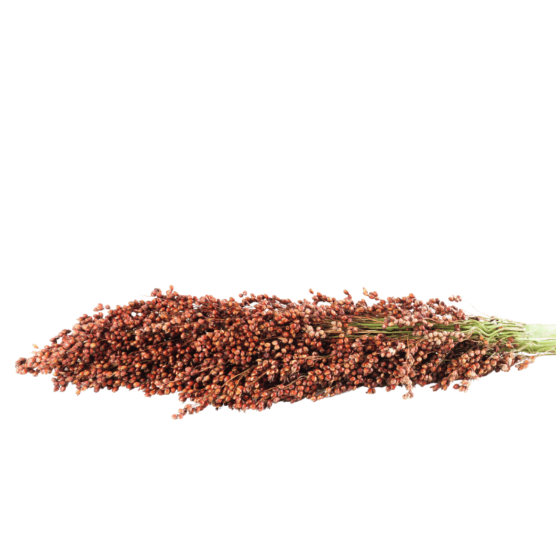 Sorghum